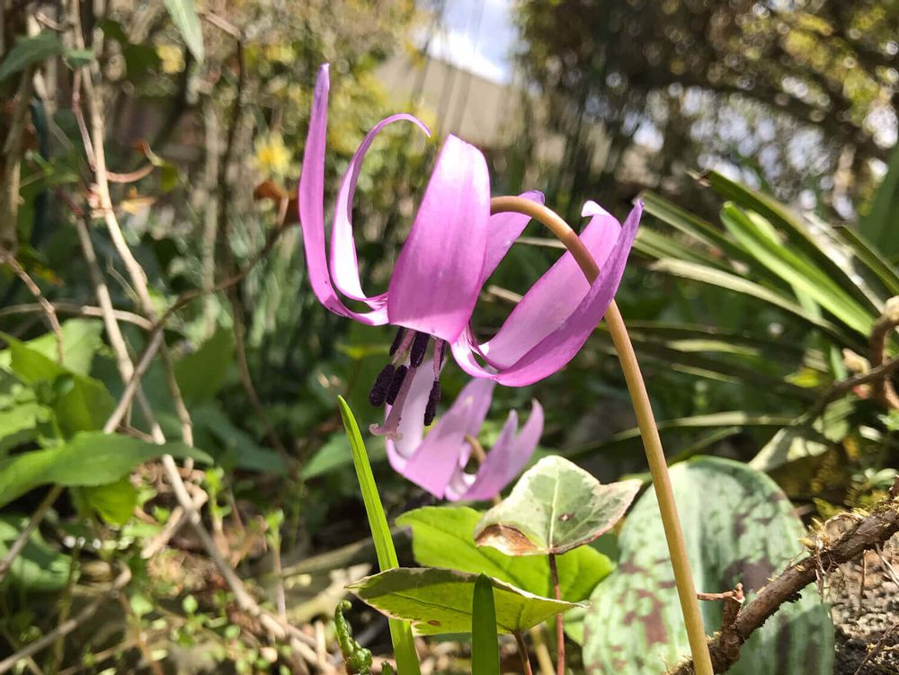 カタクリ　ピンク色の花　野生