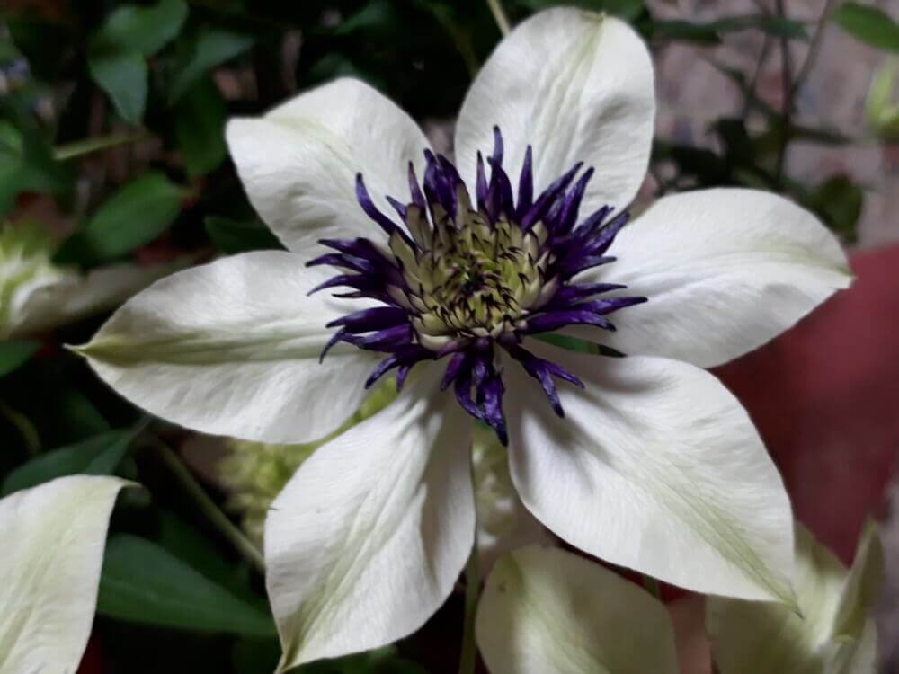 テッセンの花言葉 種類や品種 花の特徴は Greensnap グリーンスナップ