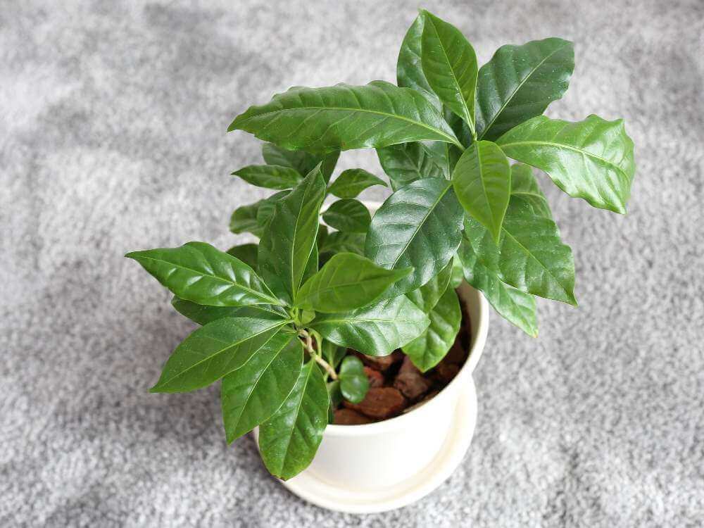 コーヒーの木の花言葉 種類や風水 花や実の特徴は Greensnap グリーンスナップ