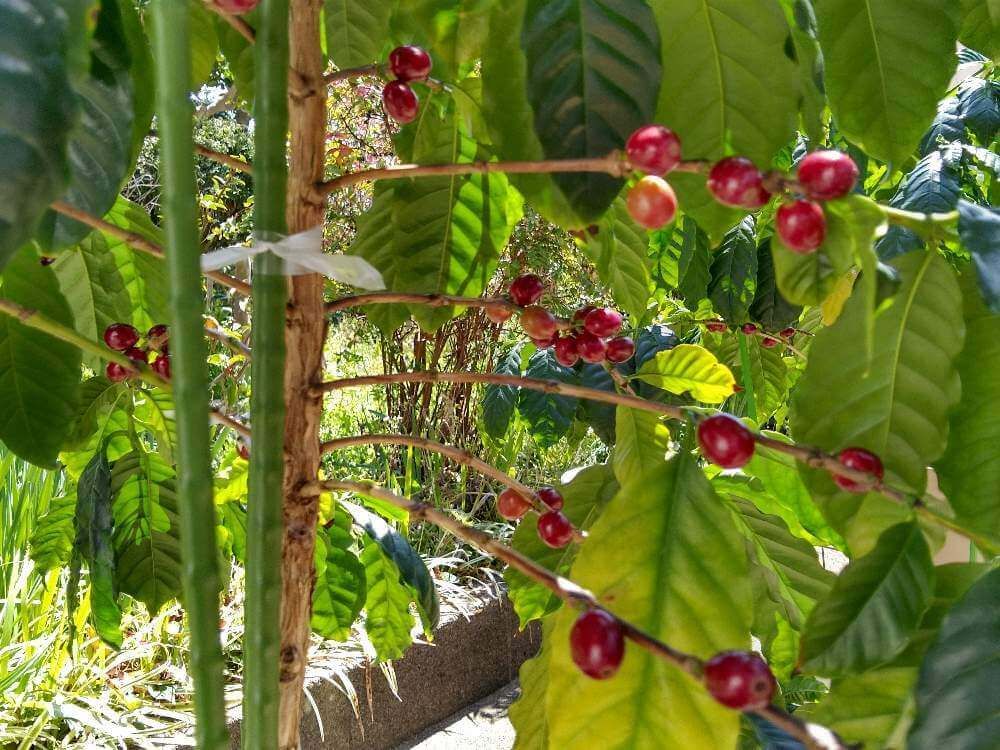 コーヒーの木