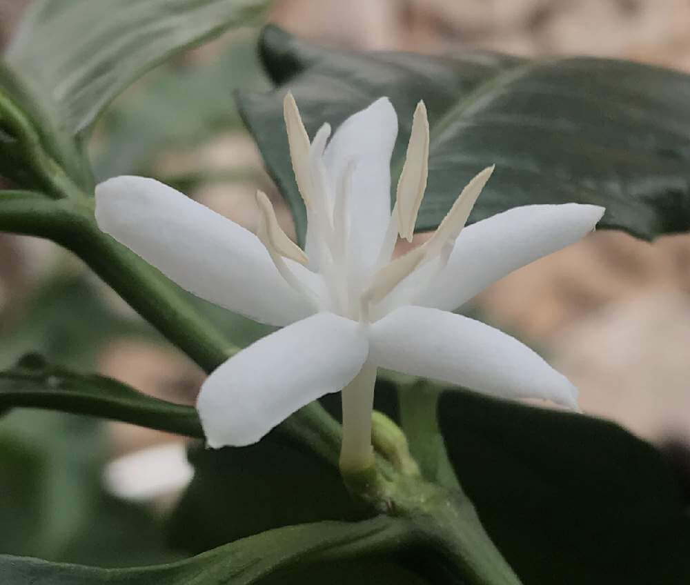 コーヒーの木の花言葉 種類や風水 花や実の特徴は Greensnap グリーンスナップ