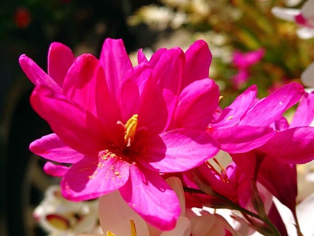 イキシアの花言葉 種類や花の特徴 楽しみ方は Greensnap グリーンスナップ