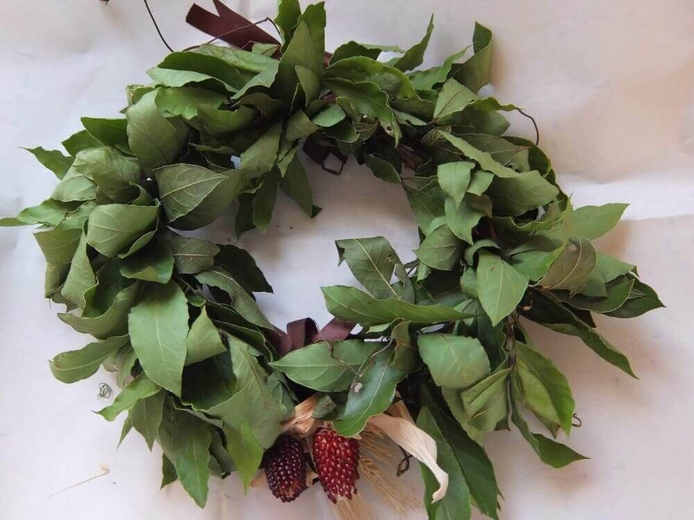 月桂樹　ローリエ