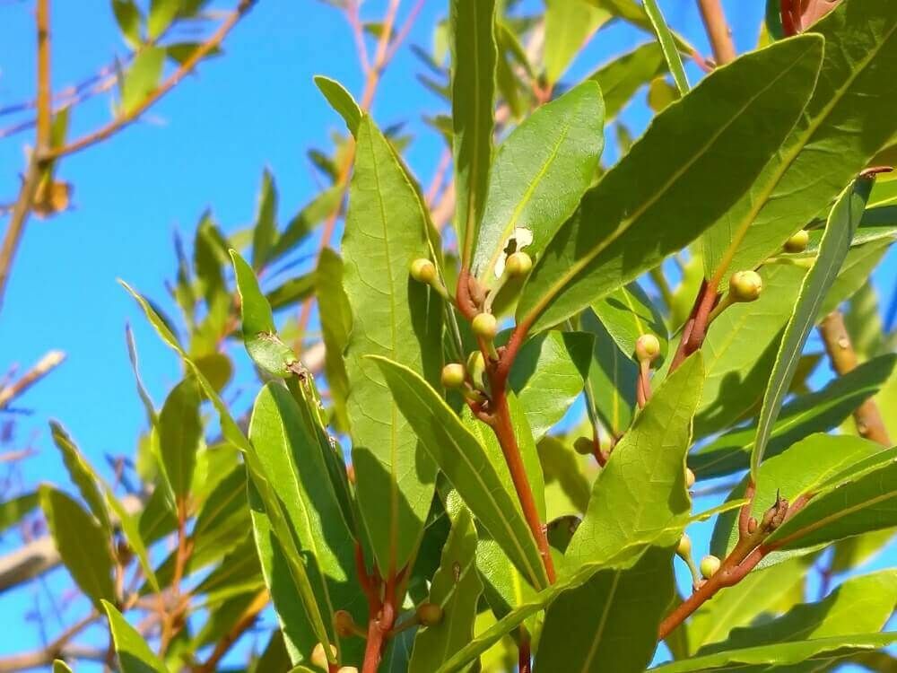 月桂樹　ローリエ