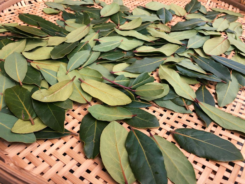 月桂樹　ローリエ