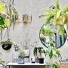 風水効果がある観葉植物20選！金運や恋愛運が上がるのは？置き場所はどこ？の画像