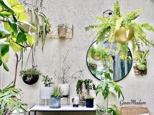 風水効果がある観葉植物選 金運や恋愛運が上がるのは 置き場所はどこ Greensnap グリーンスナップ