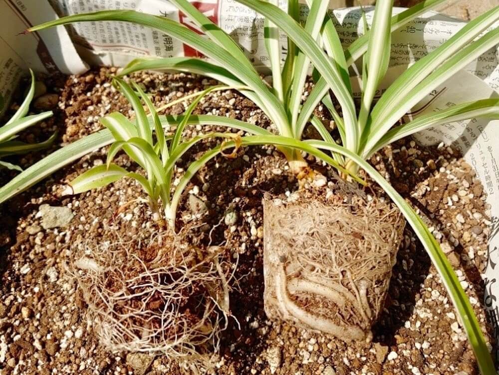 植え替え　観葉植物　お手入れ