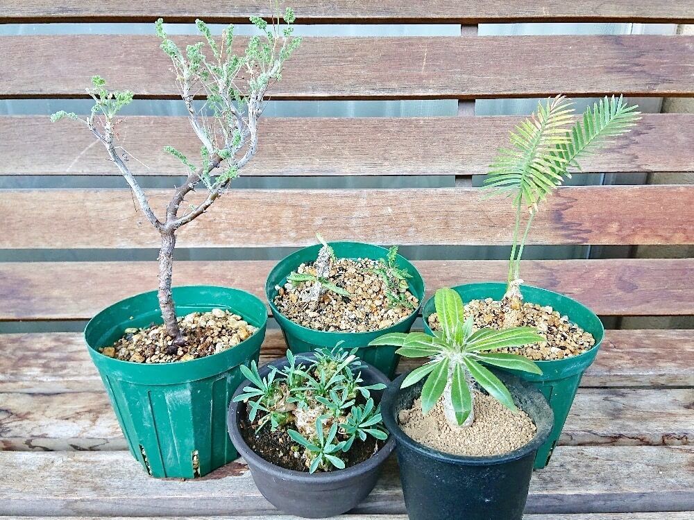 植え替え　観葉植物　お手入れ