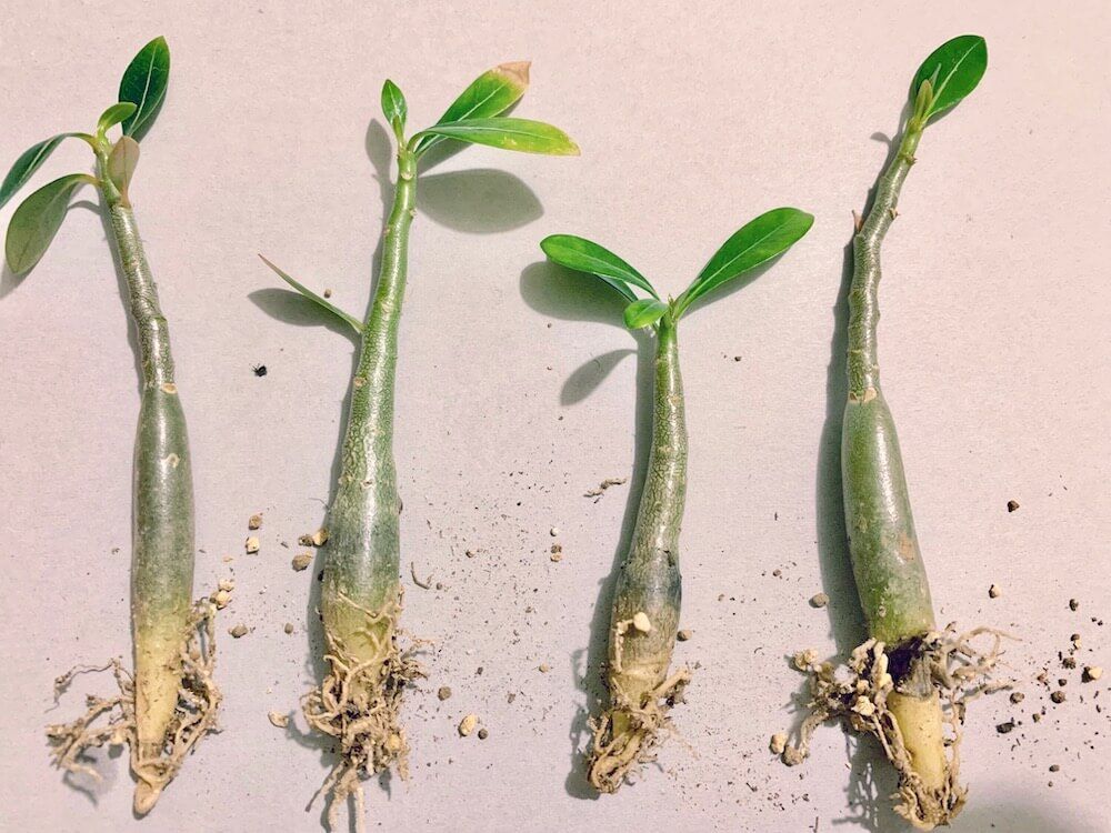 植え替え　観葉植物