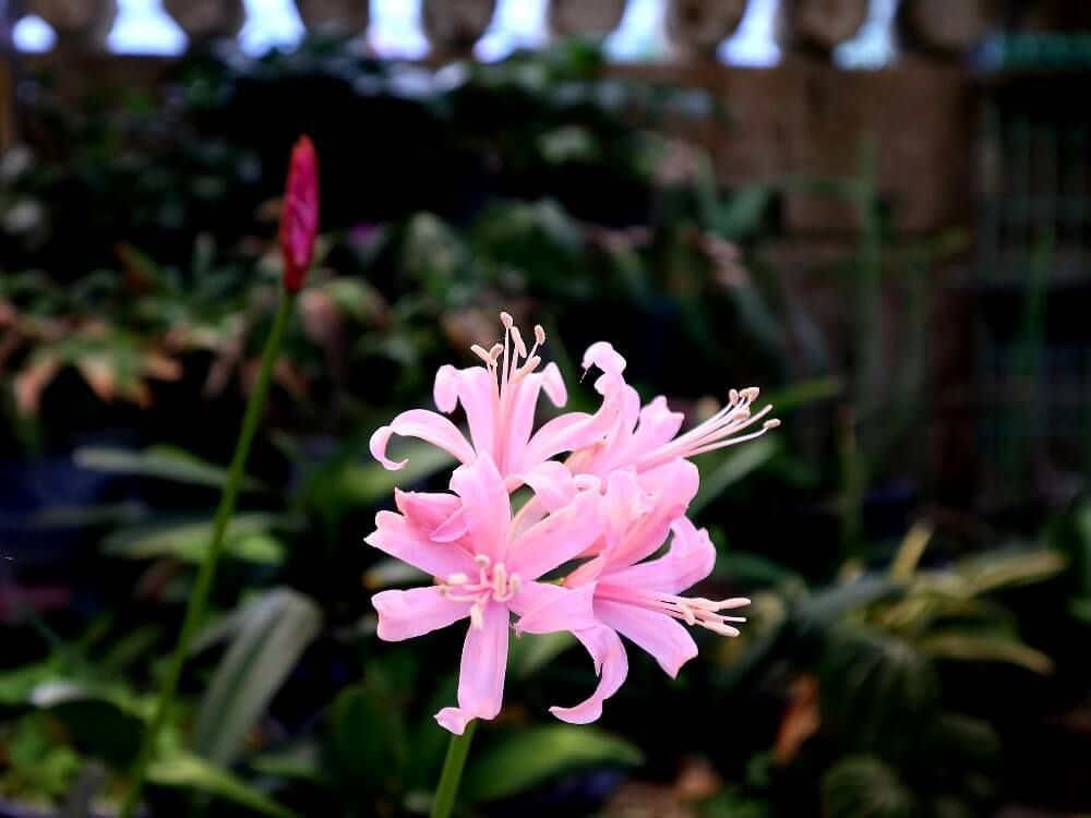 ダイヤモンドリリー　ネリネ