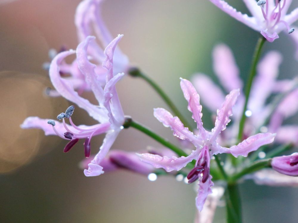 ダイヤモンドリリー　ネリネ