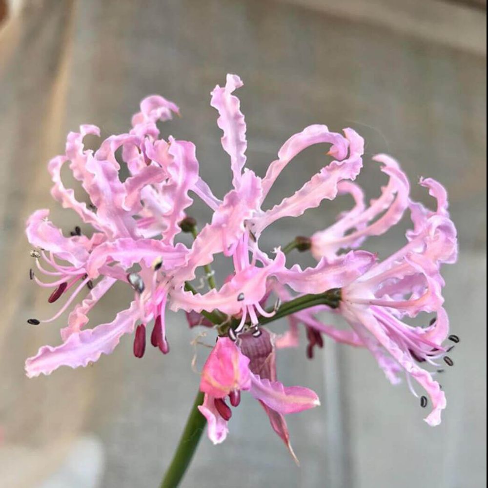 ダイヤモンドリリー　ネリネ