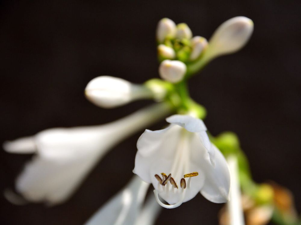 ギボウシ　ホスタ