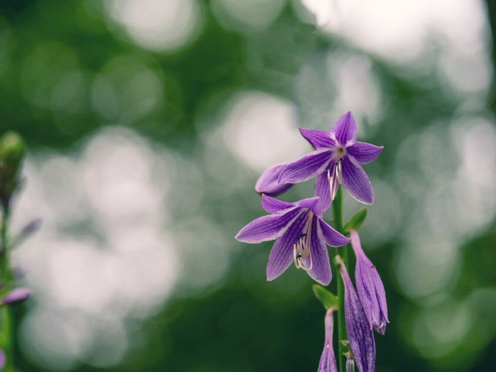 ギボウシ　ホスタ