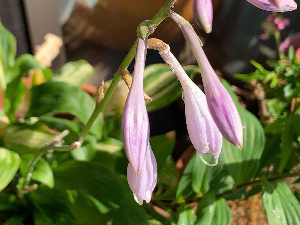 ギボウシ　ホスタ