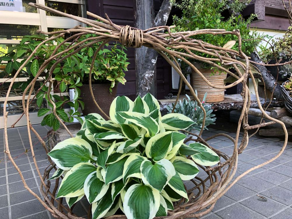 ギボウシ　ホスタ