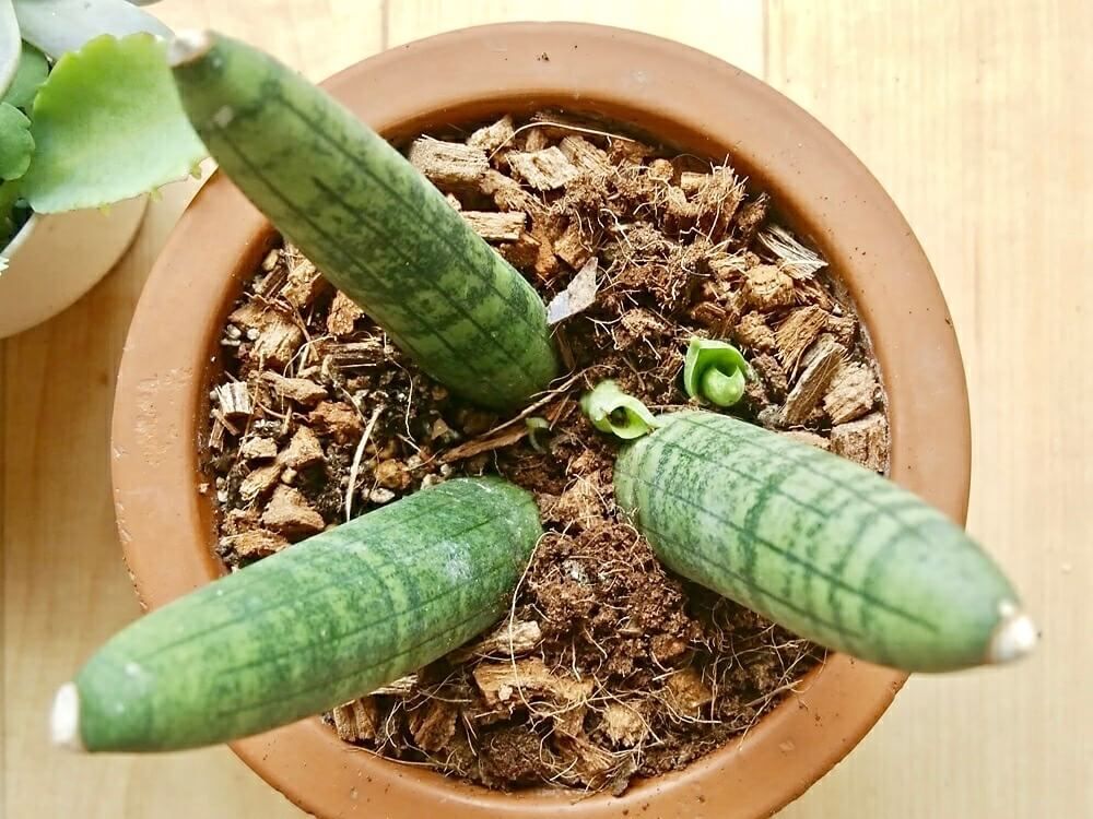 サンスベリア　キリンドリカ　鉢植え