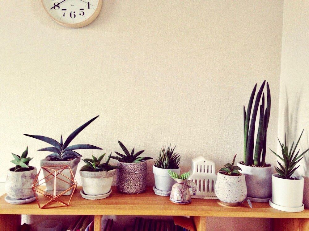 サンスベリア　キリンドリカ　鉢植え　壁際