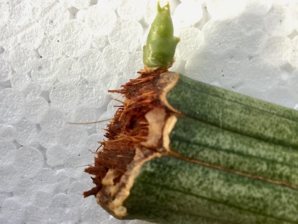 サンスベリア　キリンドリカ　株