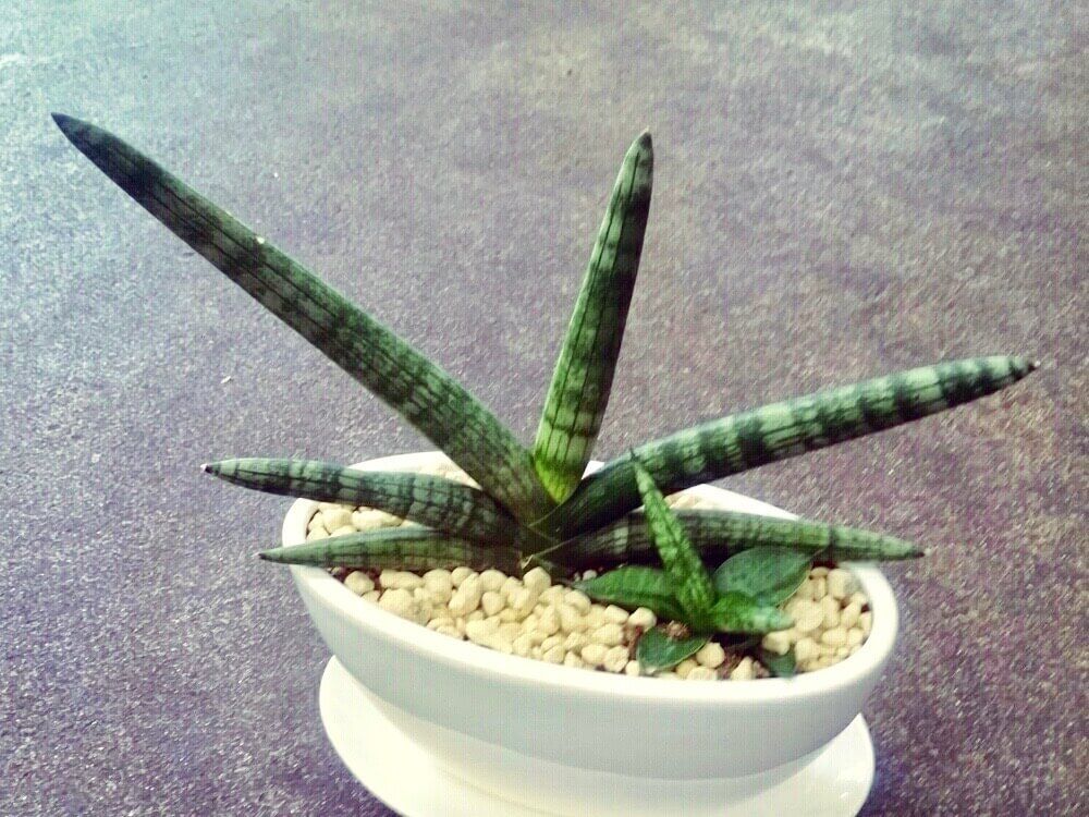 サンスベリア　キリンドリカ　鉢植え