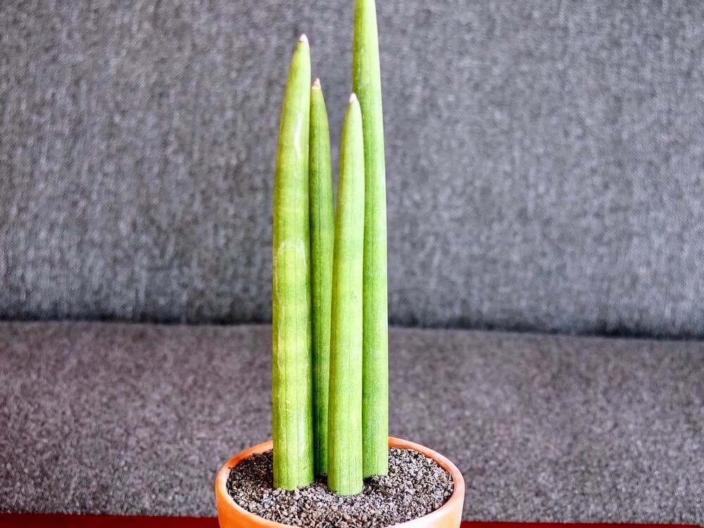 サンスベリア　キリンドリカ　鉢植え　株