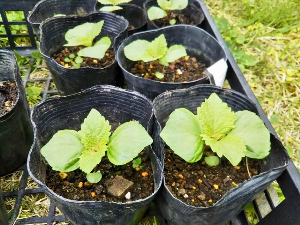 シソ　家庭菜園