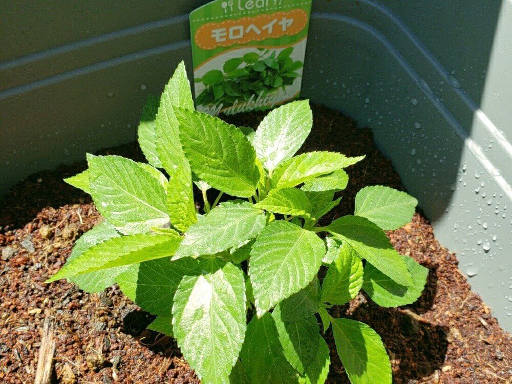 モロヘイヤ　家庭菜園