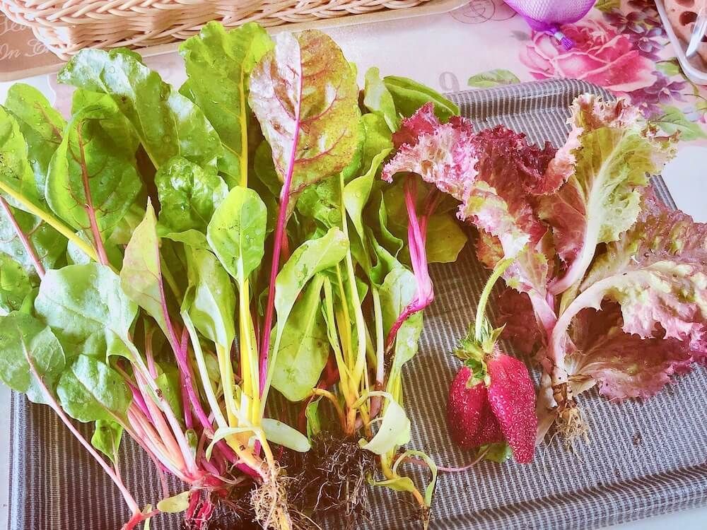 スイスチャード　家庭菜園