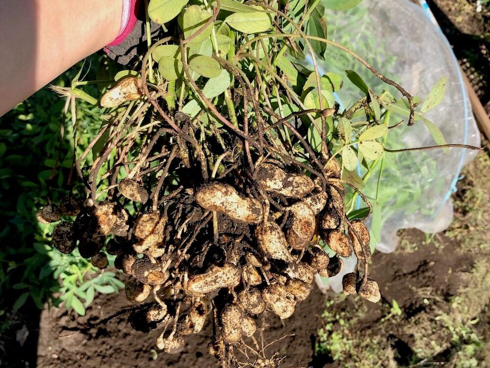 落花生　家庭菜園