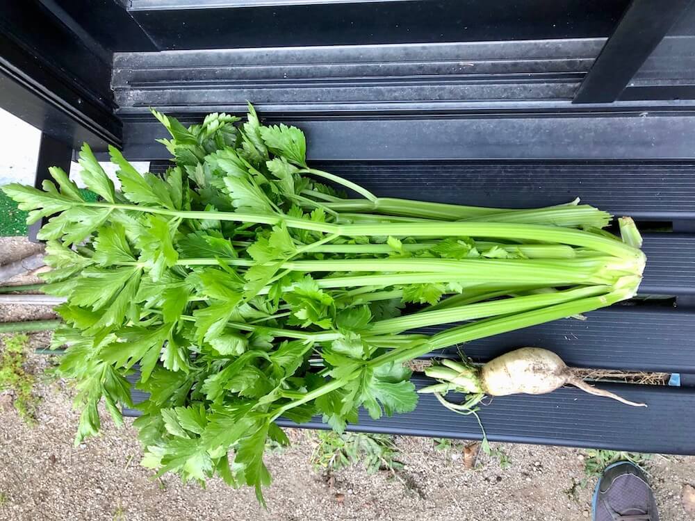食べれる多肉植物 6月に種まき 植え付けする野菜おすすめ8選 Greensnap グリーンスナップ