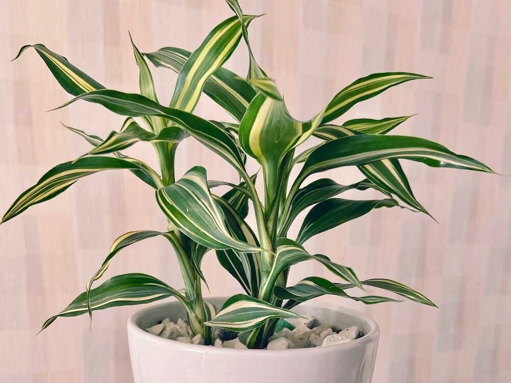 ドラセナ(幸福の木)　鉢植え