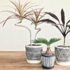 人気の観葉植物の花言葉9選｜それぞれが持つ意味や特徴とは？の画像