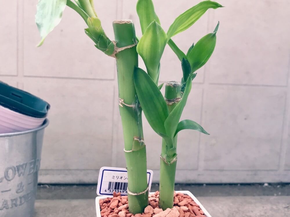 ドラセナ(幸福の木)　鉢植え　株