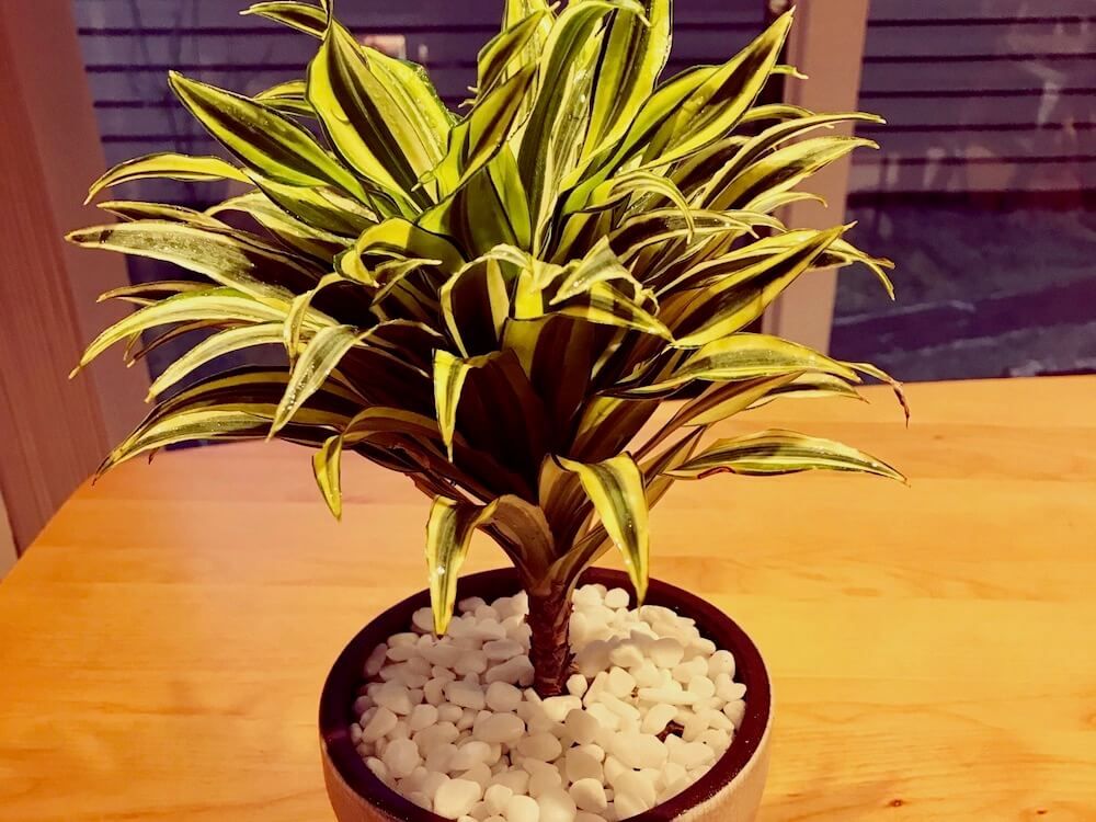 ドラセナ(幸福の木)　鉢植え　葉