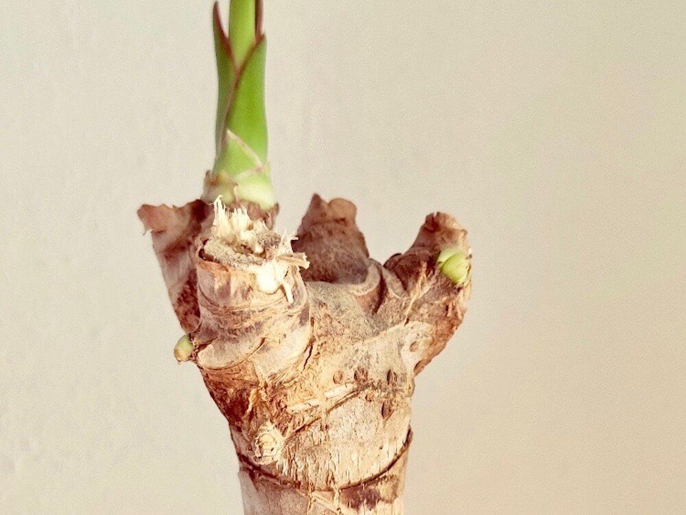 ドラセナ(幸福の木)　鉢植え　株