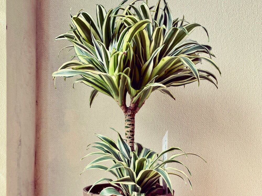 ドラセナ(幸福の木)　鉢植え