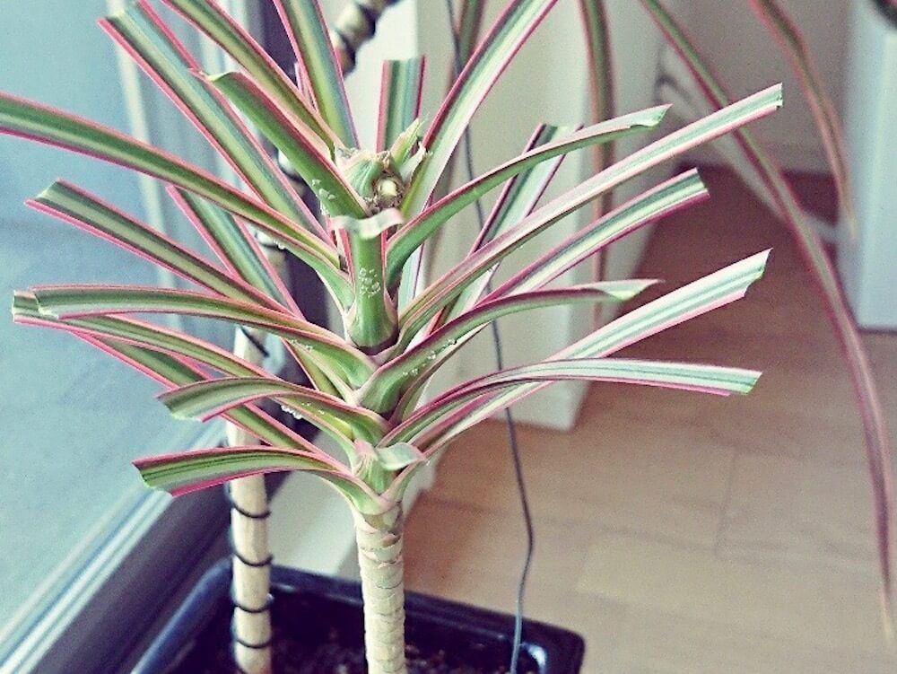 ドラセナ(幸福の木)　鉢植え　窓際