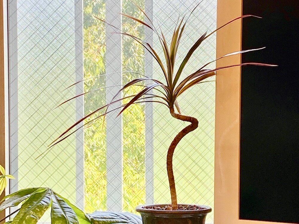 ドラセナ(幸福の木)　鉢植え　窓際