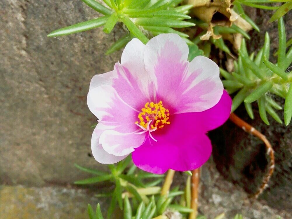 マツバボタン　松葉牡丹