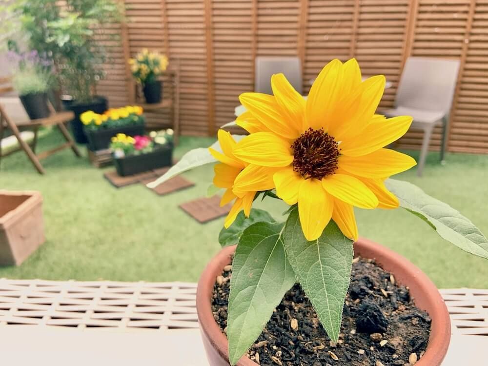 ミニひまわり　ヒマワリ　ひまわり