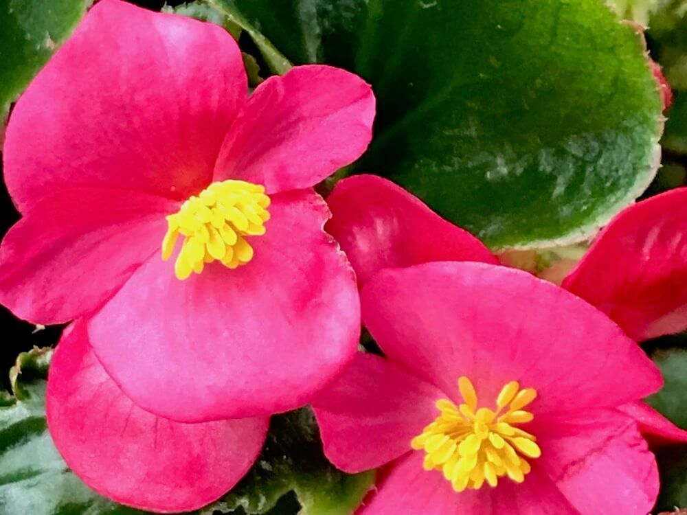 ベゴニア　センパフローレンス