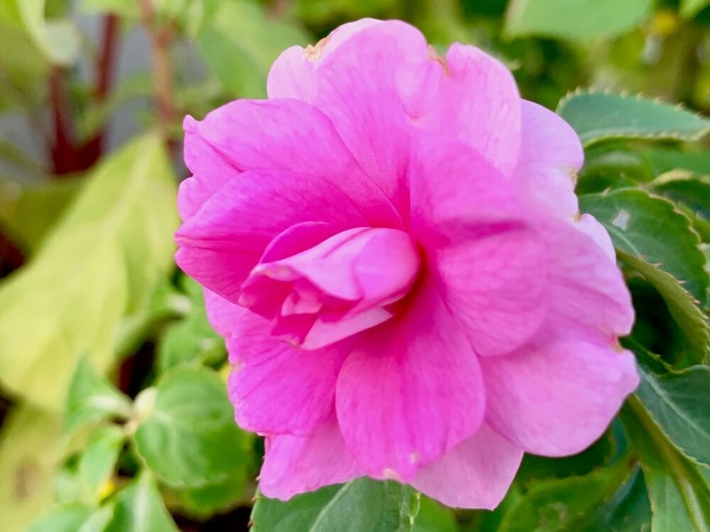 インパチェンス