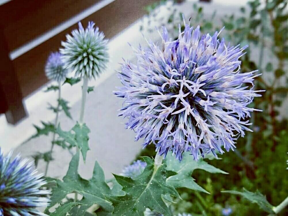 ルリタマアザミ　エキノプス