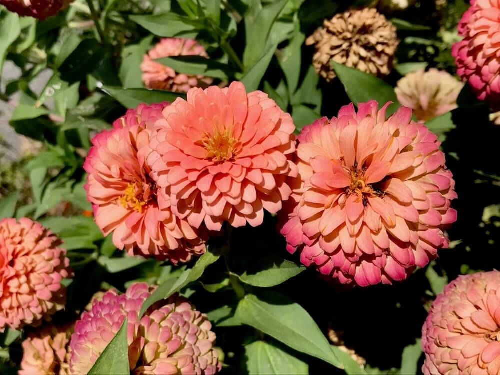 ヒャクニチソウ　ジニア　百日草