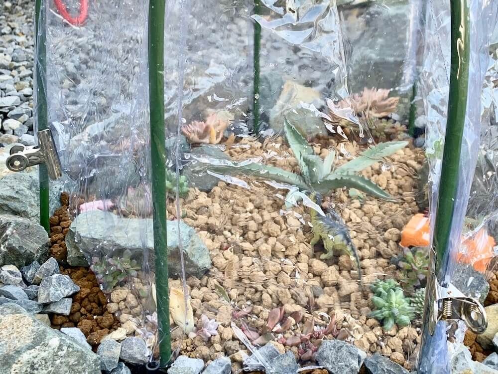 ガーデニング　梅雨対策