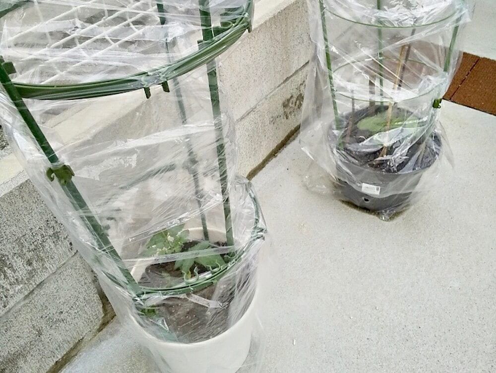 ガーデニング　梅雨対策