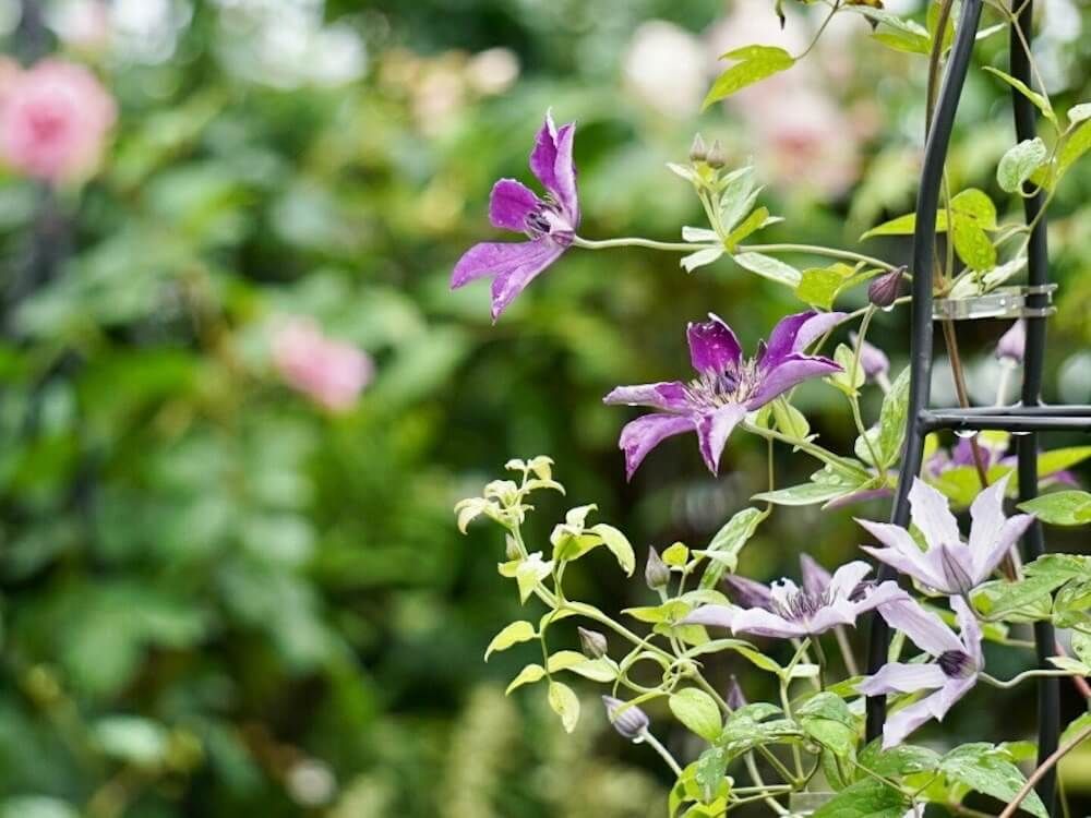 クレマチス　ビクターヒューゴ