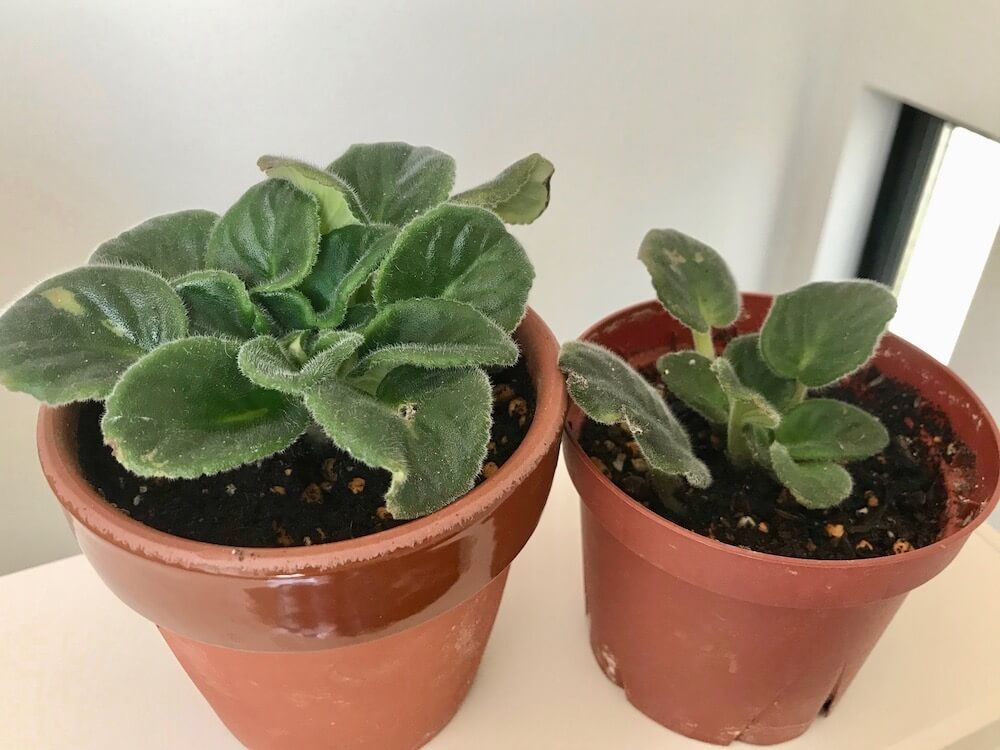 セントポーリア　多年草