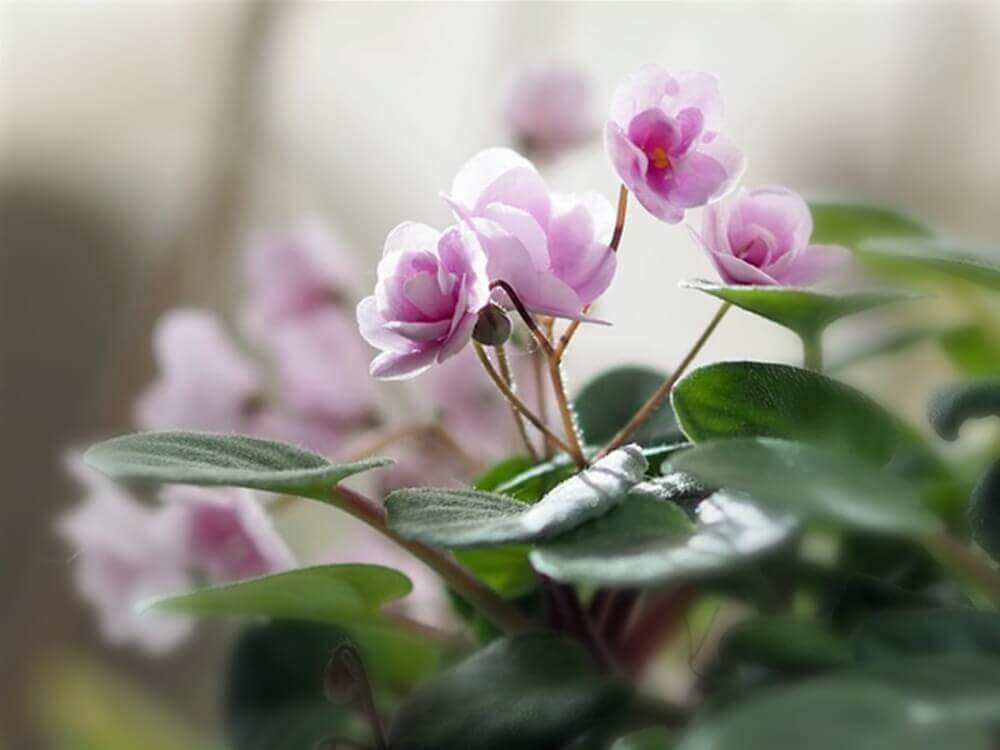セントポーリアの花言葉 種類や品種 花の特徴は Greensnap グリーンスナップ